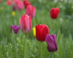 Tapeta Nature Flowers 214.jpg